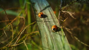 Mehr über den Artikel erfahren Tour 1255 – Kevelaer – Der Vitalwanderweg V4