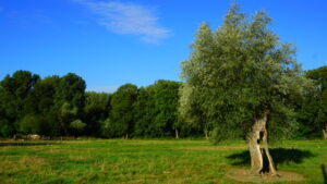 Mehr über den Artikel erfahren Tour 1258 – Kerken-Nieukerk – Große Runde durch’s Kerkener Bruch