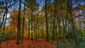 Mehr über den Artikel erfahren Tour 1262 – Neukirchen-Vluyn- Littardkuhlen- Auf dem neuen A1 in die Littard