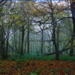 Mystisch - die Littard im Herbst