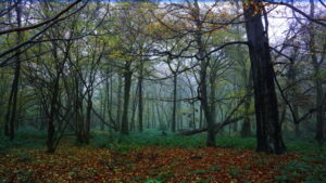 Mehr über den Artikel erfahren Tour 1263 – Rheurdt – Auf dem neuen A2 in die Littard