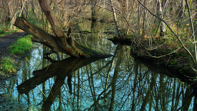 Spiegeleien am Mühlenbach