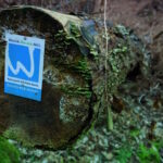 Premium-Spazierwanderweg Dalheimer-Runde