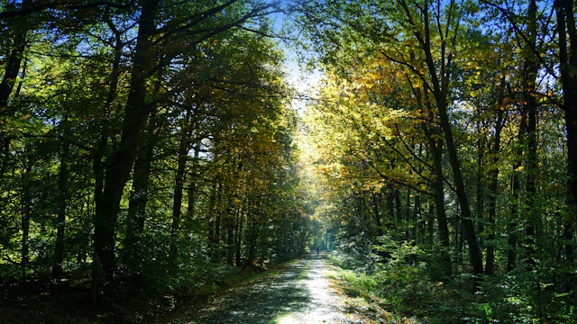 Der Dämmerwald macht seinem Namen Ehre