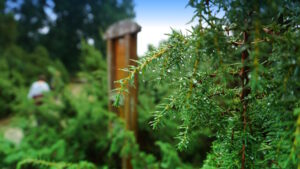 Mehr über den Artikel erfahren Tour 1296 – Haltern am See – Der Hohe Mark Steig – Etappe 4b/6 – Vom Naturwildpark Granat nach Haltern am See