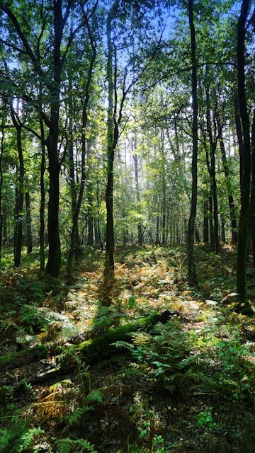 Im Hohemarkenbusch