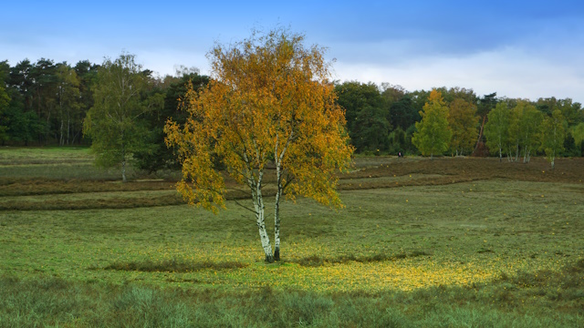 In der Westruper Heide