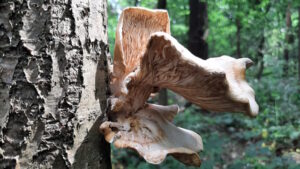 Mehr über den Artikel erfahren Tour 1304 – Haltern am See – Der lange Römerweg