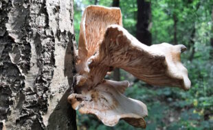 Detail aus der Haard