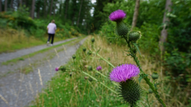 Ab durch den Wald