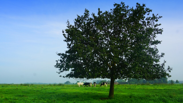 Niederrhein pur