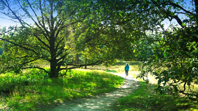 In den Overloonse Duinen