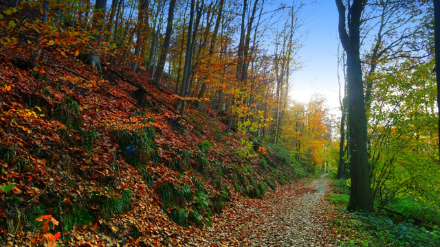 Unterwegs in der herbstlichen Hees