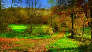 Mehr über den Artikel erfahren Tour 1325 – Nümbrecht-Harscheid – Auf dem A1 zur Gehringhauser Mühle