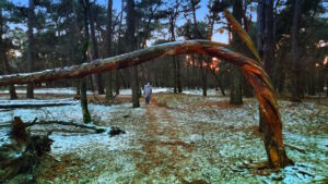Mehr über den Artikel erfahren Tour 1337 – Niederlande – Sint Anthonis – Ullingse Bergenroute – kurz