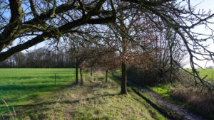 Mehr über den Artikel erfahren Tour 1341 – Rösrath – Die Turmhof-Tour in der Wahner Heide