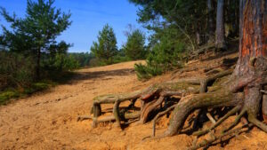 Mehr über den Artikel erfahren Tour 1342 – Troisdorf – Die Fliegenberg-Tour in der Wahner Heide