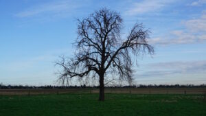 Mehr über den Artikel erfahren Tour 1343– Willich – Rund um Willich