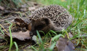 Mehr über den Artikel erfahren Tour 1351 – Hamminkeln – Wanderweg H1