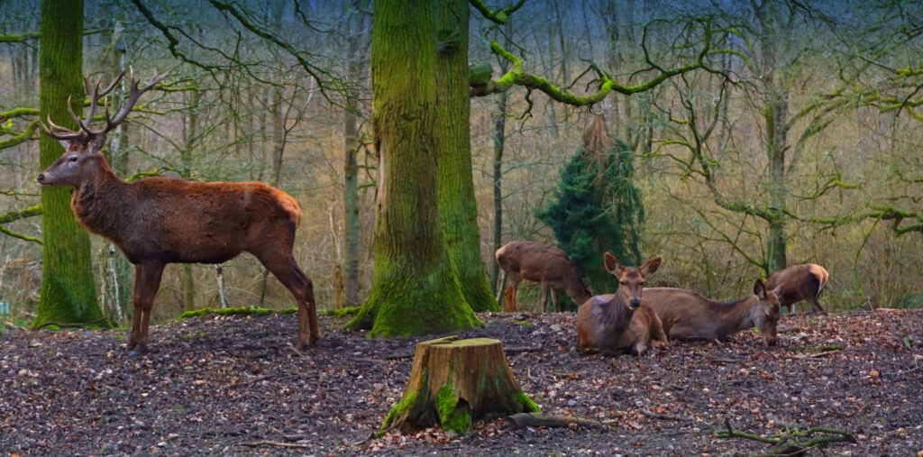 Mehr über den Artikel erfahren Tour 1368 – Krefeld-Hüls – Waldlehrpfad Hülser Berg – Modern