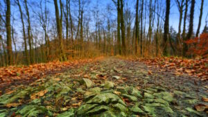 Mehr über den Artikel erfahren Tour 1369 – Bad Iburg – TERRA.track Freedenblüte