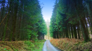 Mehr über den Artikel erfahren Tour 1373 – Dissen – TERRA.track Kalksteinklippe