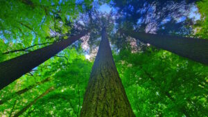 Mehr über den Artikel erfahren Tour 1384 – Nieste – Premiumweg P11 Niester Riesen