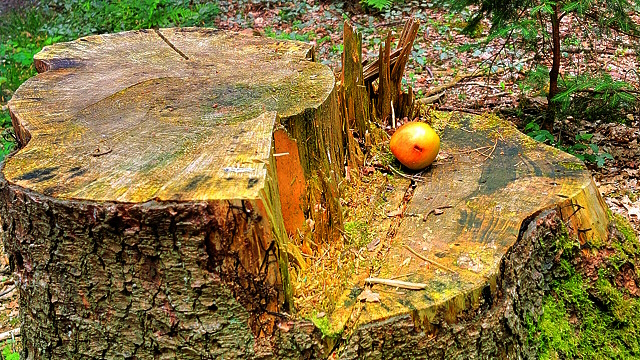Ein Apfelbaum? Nach dem Besuch des Walderlebnispfads weiß man mehr
