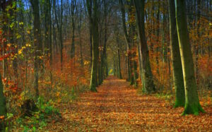 Mehr über den Artikel erfahren Tour 1399 – Dinslaken – Waldlehrpfad Wohnungswald