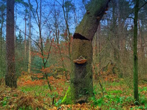 Mehr über den Artikel erfahren Tour 1403 – Schwerte – Auf dem A5 in das Wannebachtal