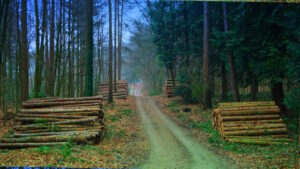 Mehr über den Artikel erfahren Tour 1405– Haltern am See-Hamm-Bossendorf – Die Haard auf dem langen Weg