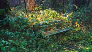 Mehr über den Artikel erfahren Tour 1406 – Dorsten – Der kurze Spaziergang im Barloer Busch