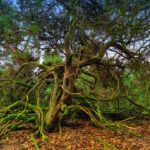 Tour 1414 – Haltern am See-Flaesheim – Auf dem A2 durch die Wacholderheide