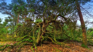 Mehr über den Artikel erfahren Tour 1414 – Haltern am See-Flaesheim – Auf dem A2 durch die Wacholderheide