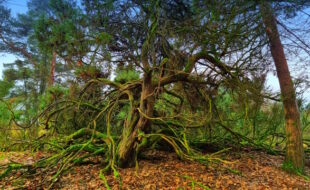 Skurrile Bäume begleiten den Weg.