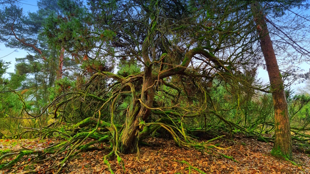 Skurrile Bäume begleiten den Weg.