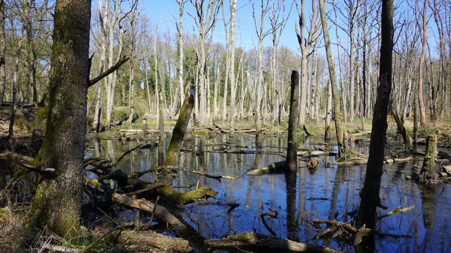 Du betrachtest gerade Tour 1421 – Wegberg – Traumschleifchen Biberrunde auf dem A7