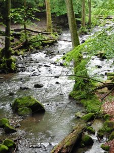 Holzbachschlucht im Westerwald