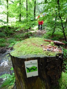Mehr über den Artikel erfahren Die #Bloggerwanderung auf dem Westerwaldsteig – Tag 2