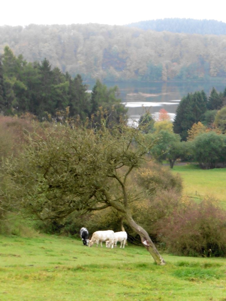 Mehr über den Artikel erfahren Bloggerwanderung – Ferienregion Pulvermaar 1/3