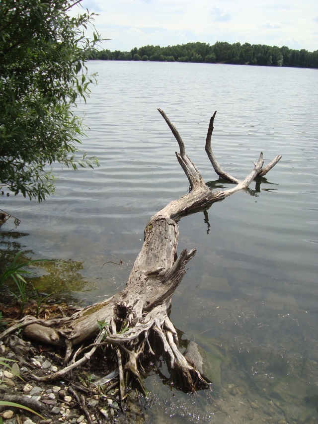 Totholz im See