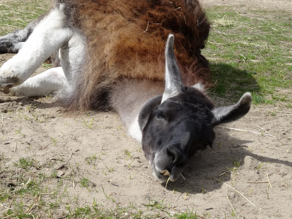 Mehr über den Artikel erfahren Eine Lamawanderung mitten im Ruhrgebiet