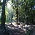 Forstwald Im Forstwald