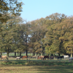 Pferde am Wanderweg