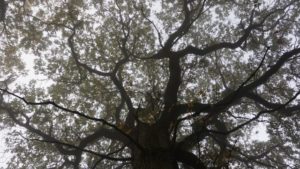 Mehr über den Artikel erfahren Bloggerwandern Rheinland-Pfalz „Moselsteig Wünschelrouten“ (2/3)