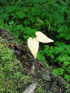 Mehr über den Artikel erfahren Kulinarischer Blogger-Wandertag im neanderland