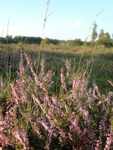 Mehr über den Artikel erfahren Tour 8 – Niederkrüchten-Overhetfeld – Elmpter Schwalmbruch auf der roten Route