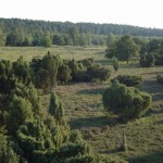 Heidelandschaft vom Aussichtsturm