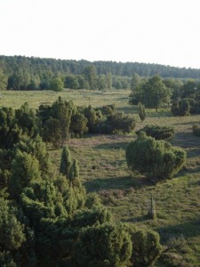 Mehr über den Artikel erfahren Tour 9 – Niederkrüchten-Overhetfeld – Elmpter Schwalmbruch auf der blauen Route