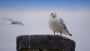 Mehr über den Artikel erfahren #DreiBlogger in der Jugendherberge  – DJH Resort Neuharlingersiel (1/3)